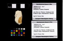 Foto (Objekt + Etikett) von Galatheoidea indet.  (NHMW-GEO-1990-0041-3135)